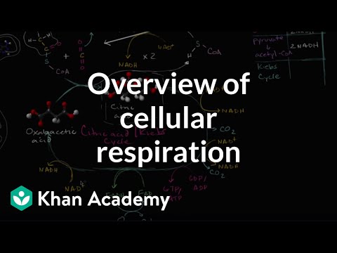 What is the formula for cellular respiration